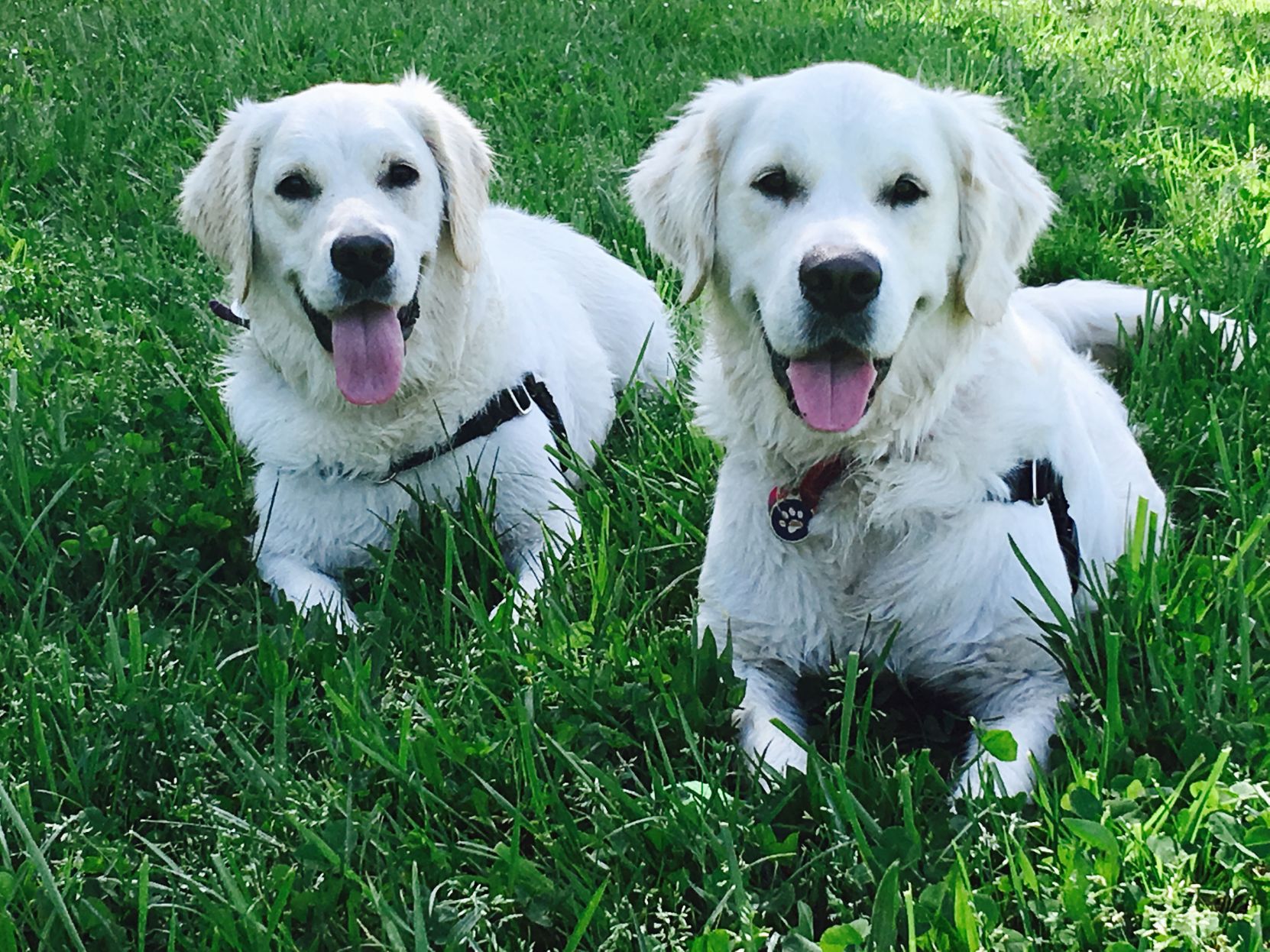 Pic of the Litter: Boggy and Charlee